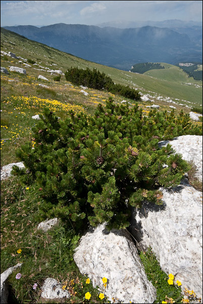 Pinus mugo nella Majella